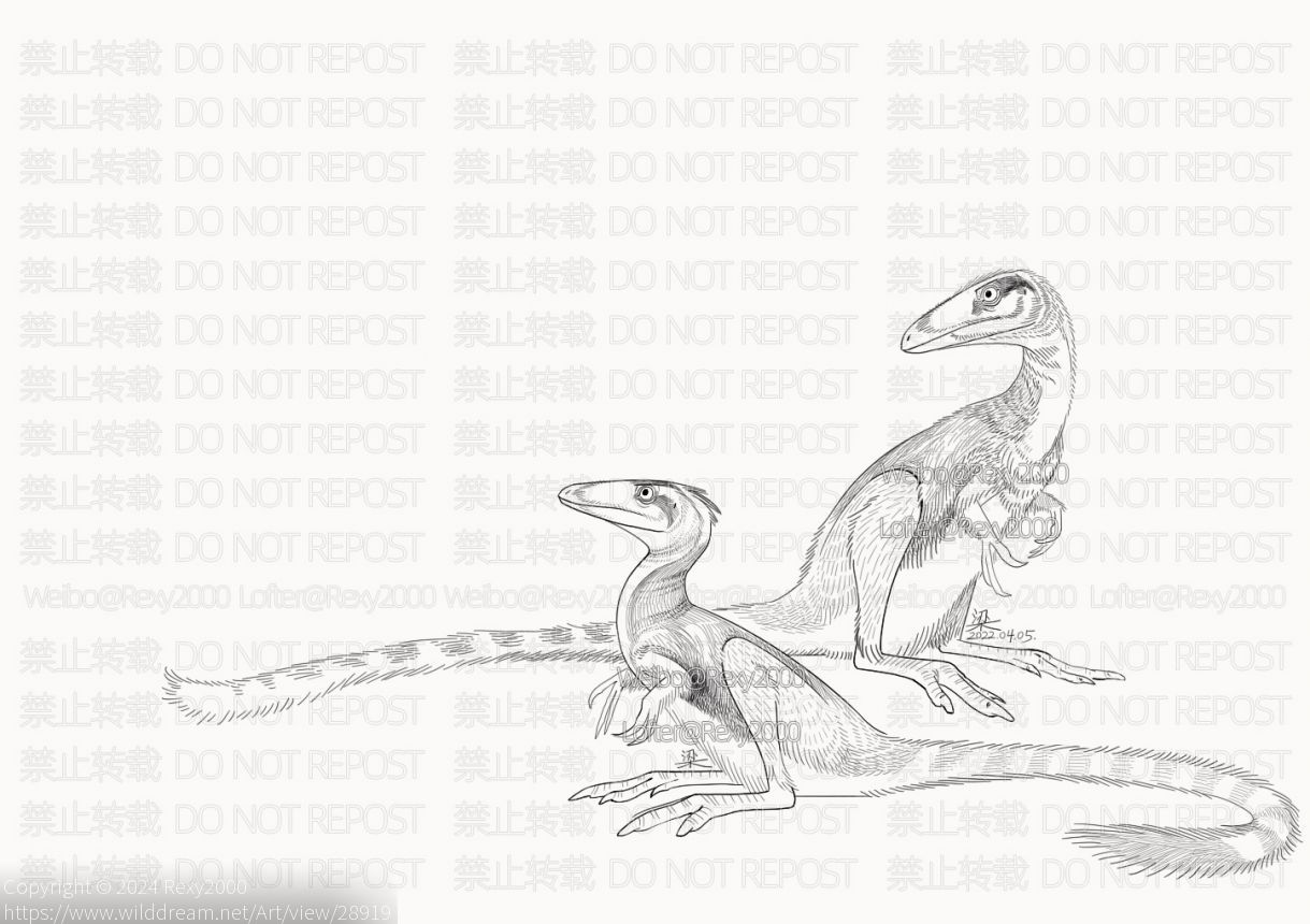 原始中华龙鸟图 by Rexy2000, 中华龙鸟, 原始中华龙鸟, 古生物, 恐龙