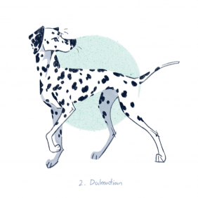 大麦町犬_Dalmatian by JIAO