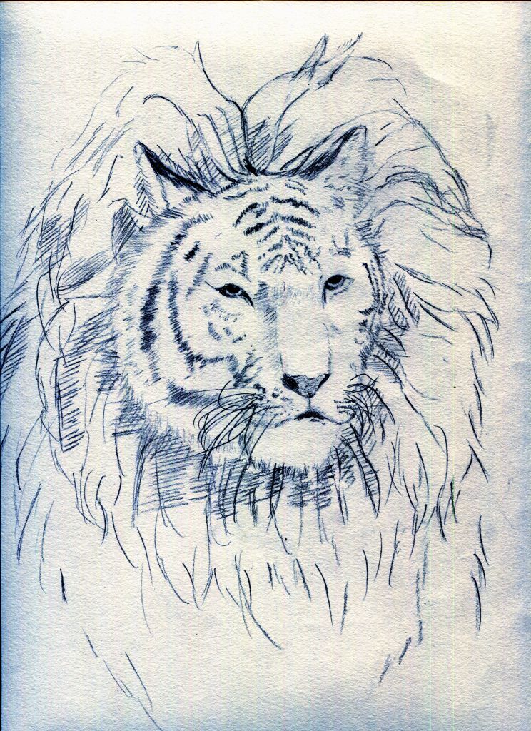 孟加拉虎和亚洲狮 by 尘缘如梦, Panthera tigris tigris孟加拉虎, Panthera leo persica亚洲狮 , EN
