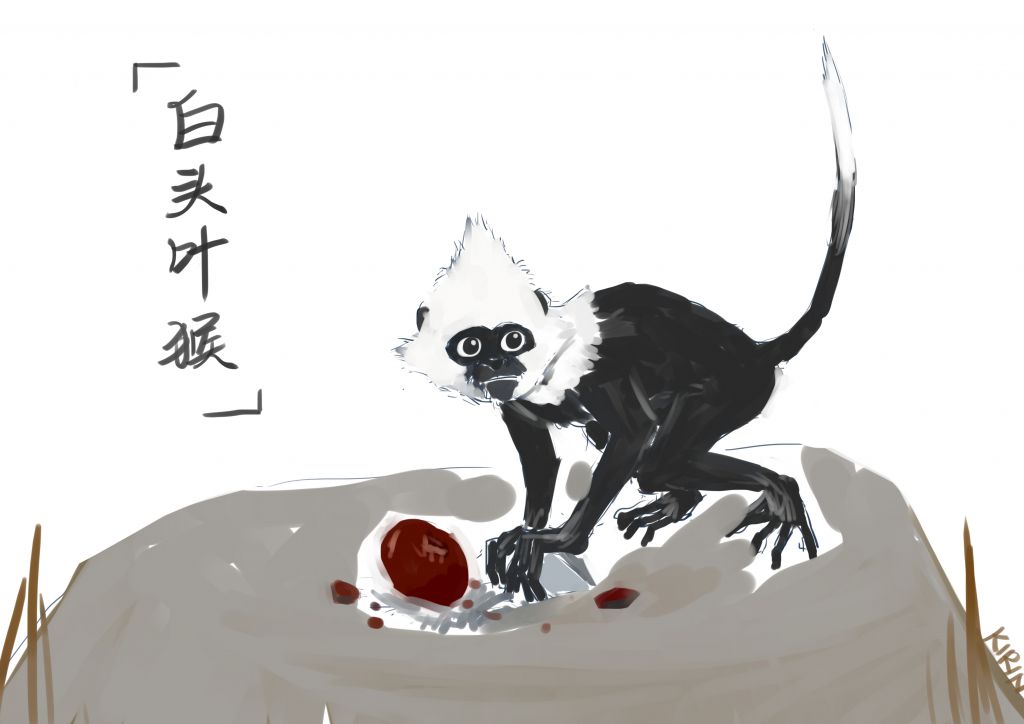 无题- 白头叶猴
