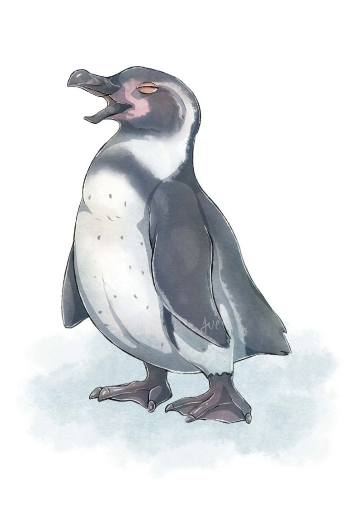 塗鴉--漢波德企鵝 by 瀨礿, 企鵝, 塗鴉, 鳥
