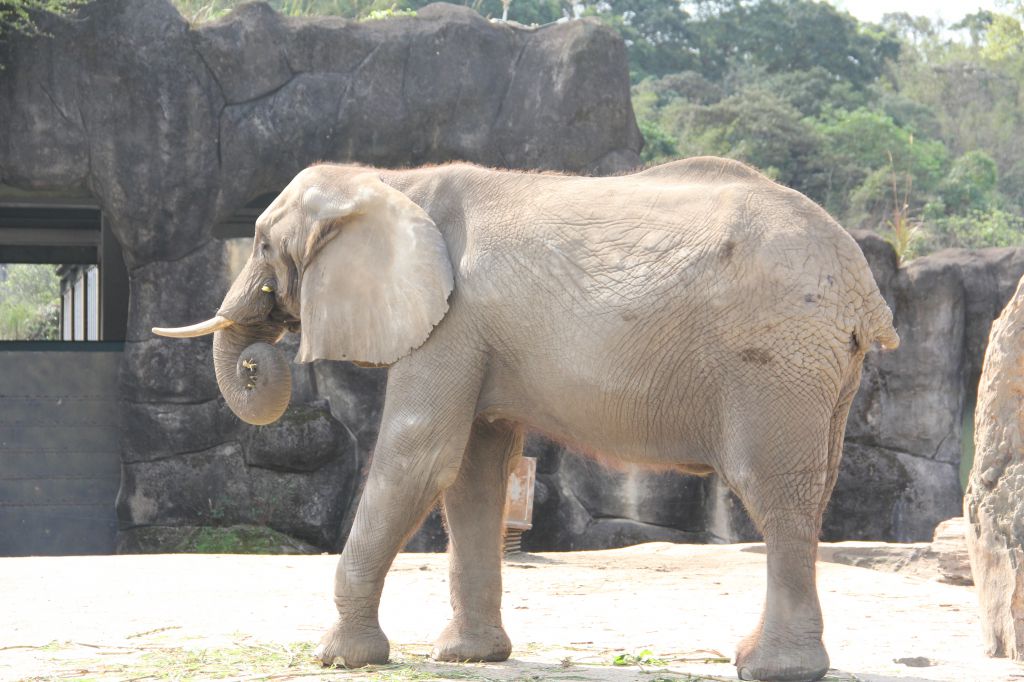 大象 於台北市立動物園 2015-2-27 by 雪麒