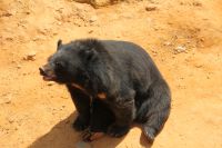 灰熊 於雲南野生動物園 2014-7-10