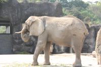 大象 於台北市立動物園 2015-2-27