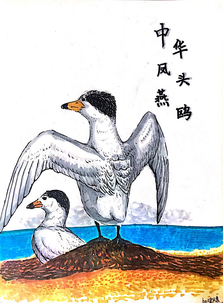 中华凤头燕鸥 极危（CR） by 啸啸XD