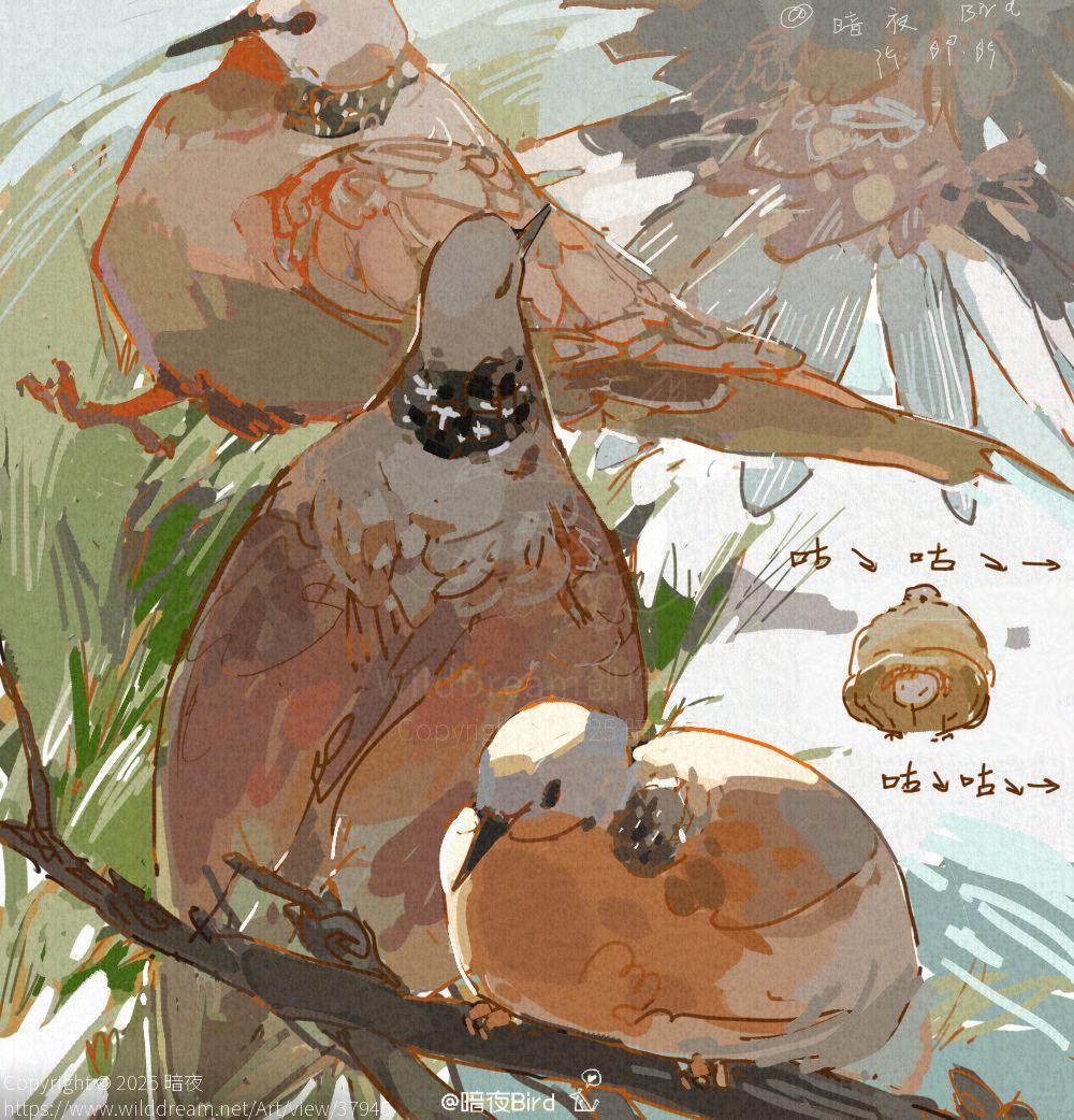 珠颈斑鸠 by 暗夜, 插图, 纯动物, 鸟