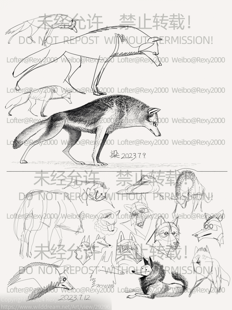 关于灰狼的习作 by Rexy2000, 哺乳动物, 灰狼, 食肉目动物