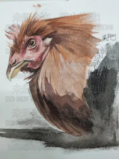 关于家鸡的习作