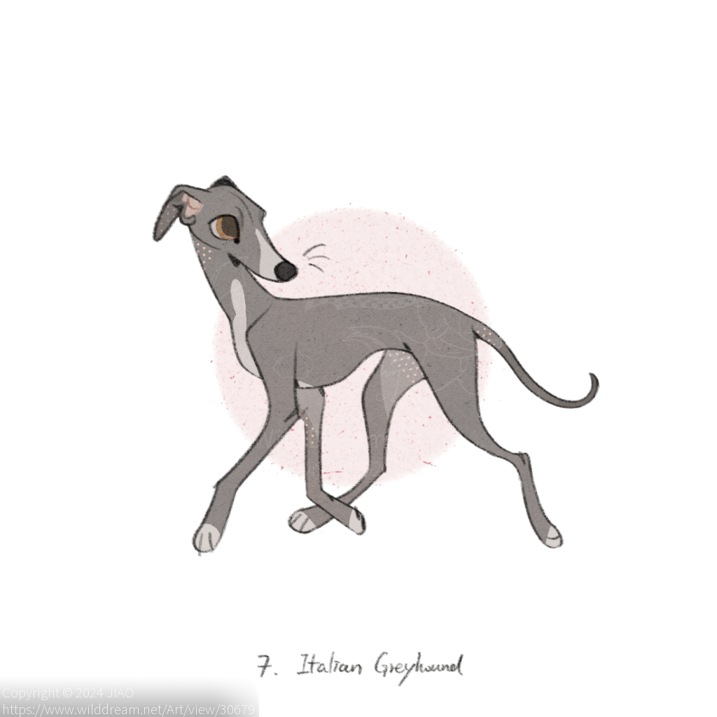 意大利灵缇犬_Italian Greyhound by JIAO