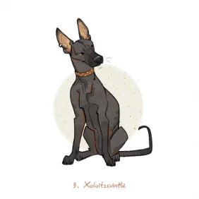 墨西哥无毛犬_Xoloitzcuintle by JIAO