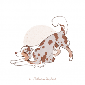 澳大利亚牧羊犬_AustralianShepherd by JIAO