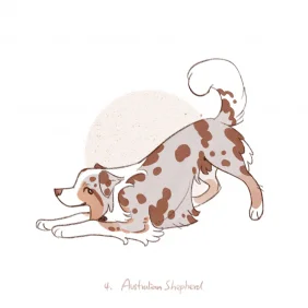 澳大利亚牧羊犬_AustralianShepherd by JIAO