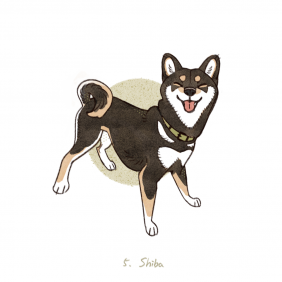 柴犬_Shiba by JIAO