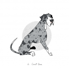 大丹犬_Great Dane by JIAO