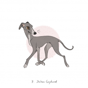 意大利灵缇犬_Italian Greyhound by JIAO
