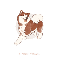 阿拉斯加雪橇犬_Alaskan Malamute by JIAO