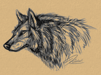 wolf sketch