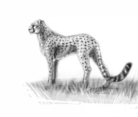 Cheetah sketch by PhantomSpark
