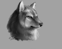 wolf_close_up_sketch by PhantomSpark