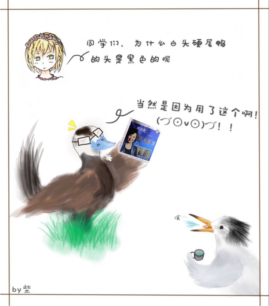 同学们(⊙…⊙)为什么白头硬尾鸭的头是黑色的呢 by 柴柴