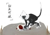 一只白头叶猴 原创 by Yee
