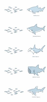 鲨