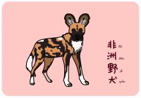 非洲野犬