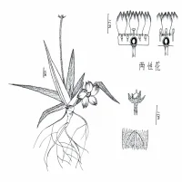幻想植物——沙漠报春 by 啦buffoon