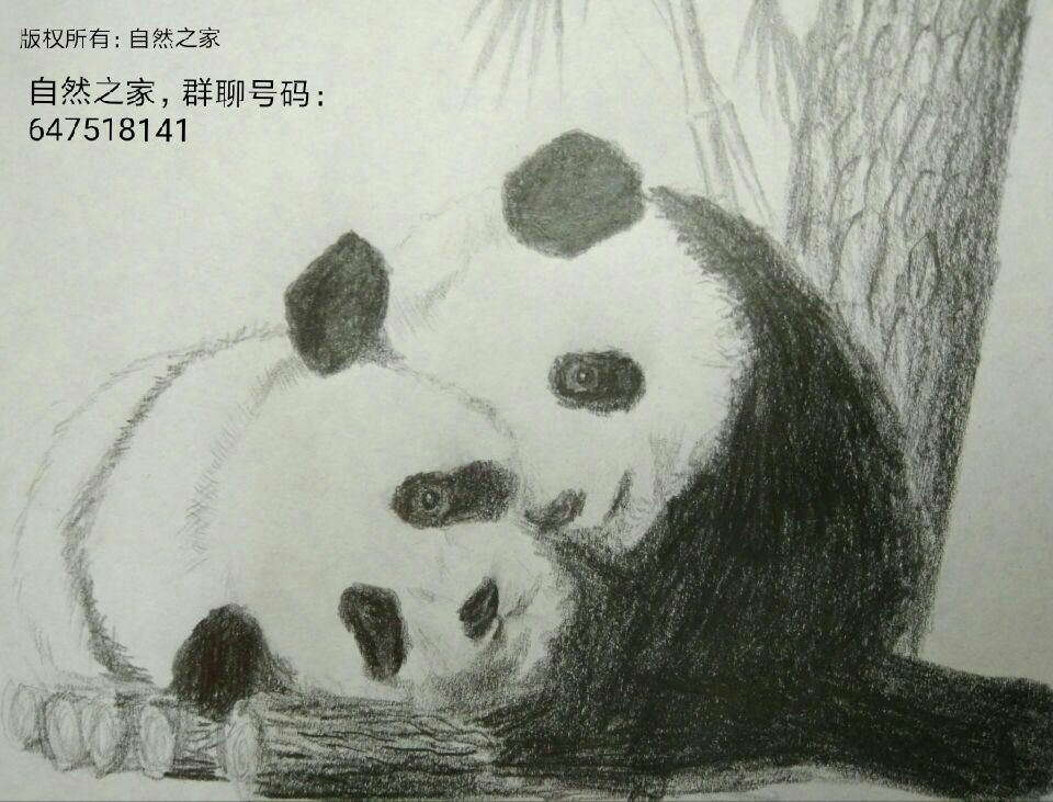 大熊猫 by 画兽菜鸟, 野生动物   大熊猫