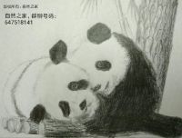 大熊猫 by 画兽菜鸟