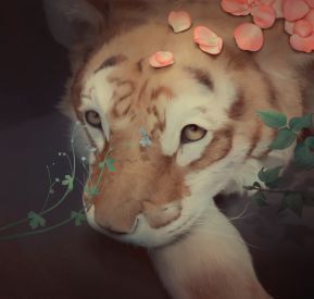 大橘猫