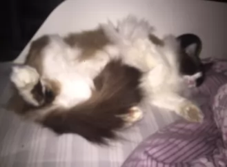 猫咪～