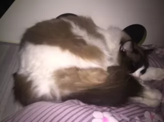 猫咪～