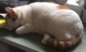 猫咪～