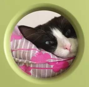 偷看的猫