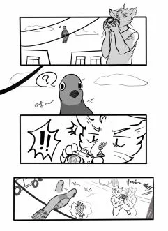 野生模特 鸽子