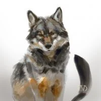 wolf1