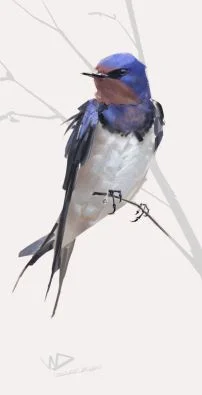 鳥