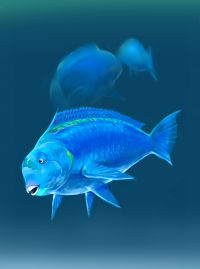 蓝色鹦嘴鱼
