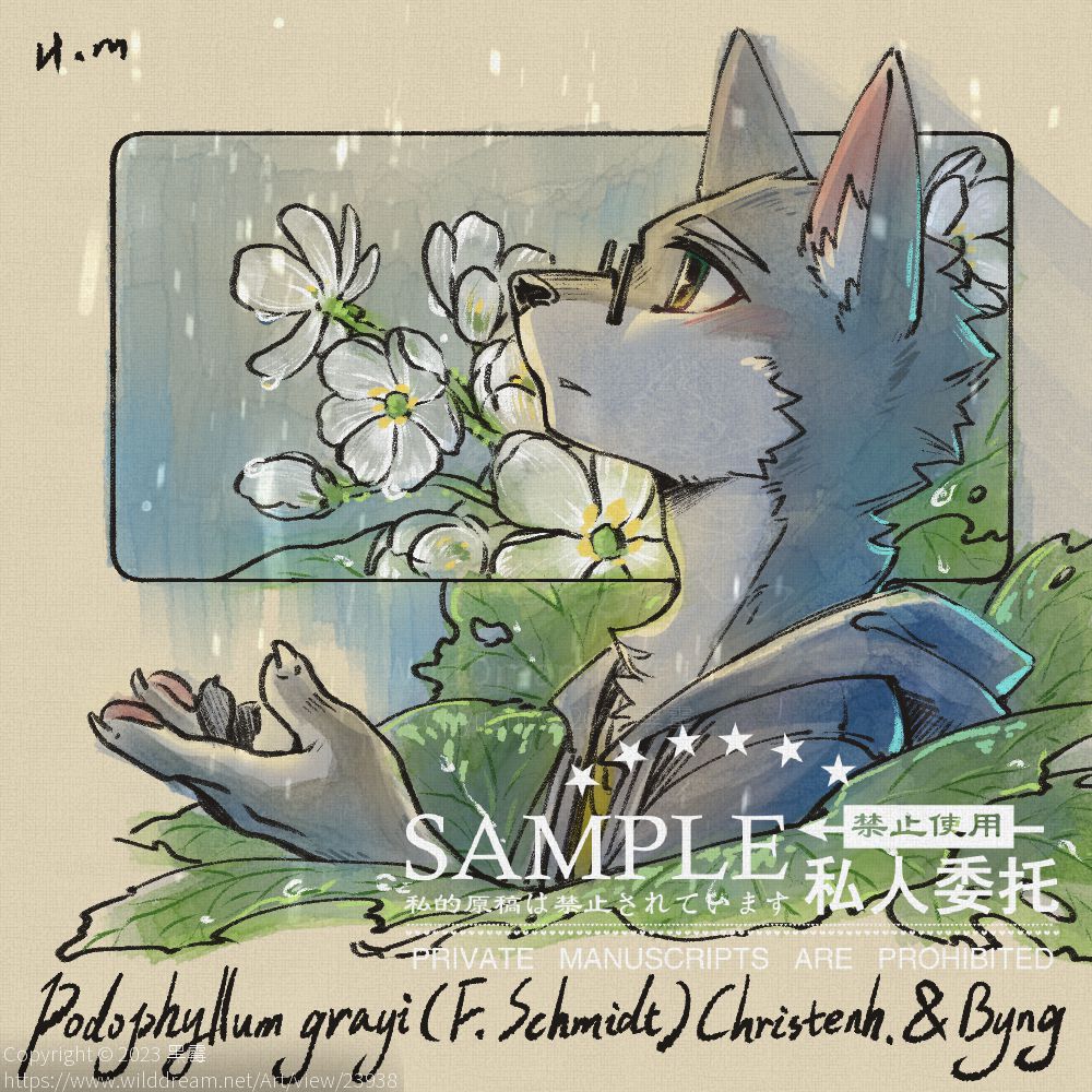 日本山荷叶 by 黑霉, furry, 狼