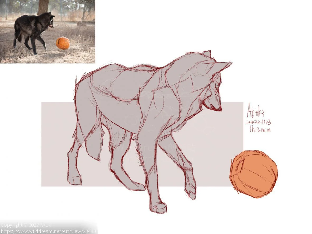 [20221122] by Akoki, 照片临摹, 狼
