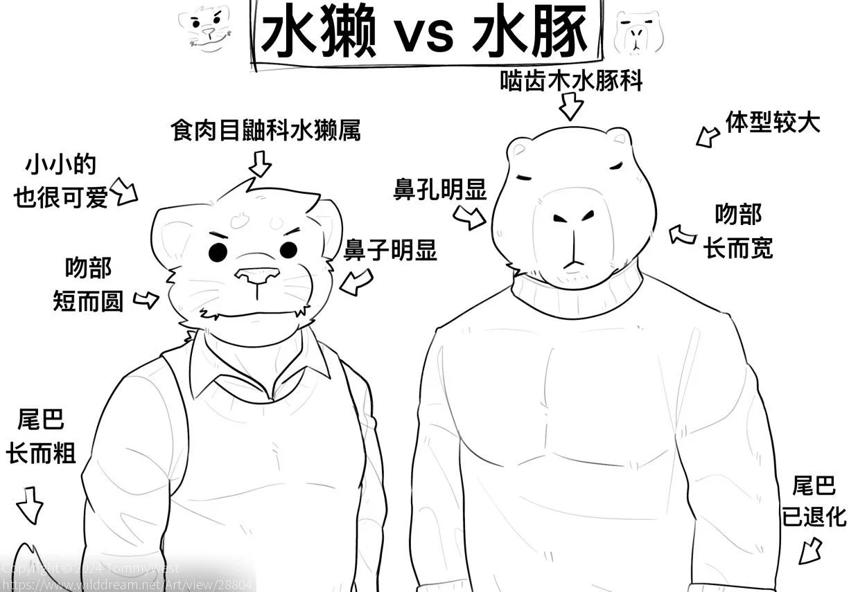 水獭 VS 水豚 by TommyWest
