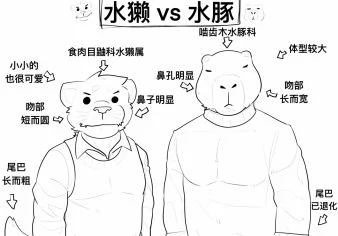 水獭 VS 水豚 by TommyWest