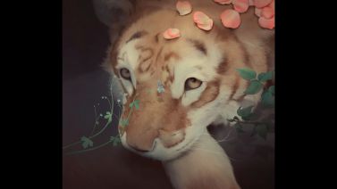 沉迷制作手办，几个月没画都不会画了，所以画只橘猫先。。 by 寅虎